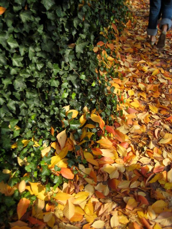 Photo: Green & Yellow leaves